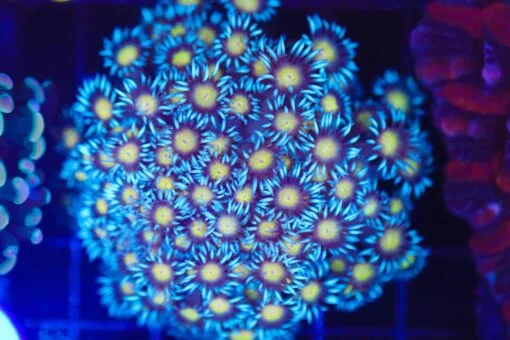 Frag Box Corals