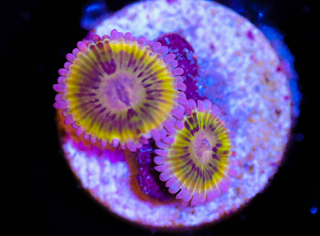 Frag Box Corals