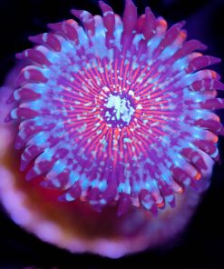 Blue Agave Zoanthid (Row #8)
