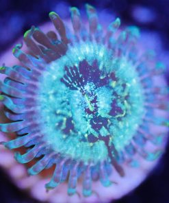 Hawaiian Galaxy Zoanthid