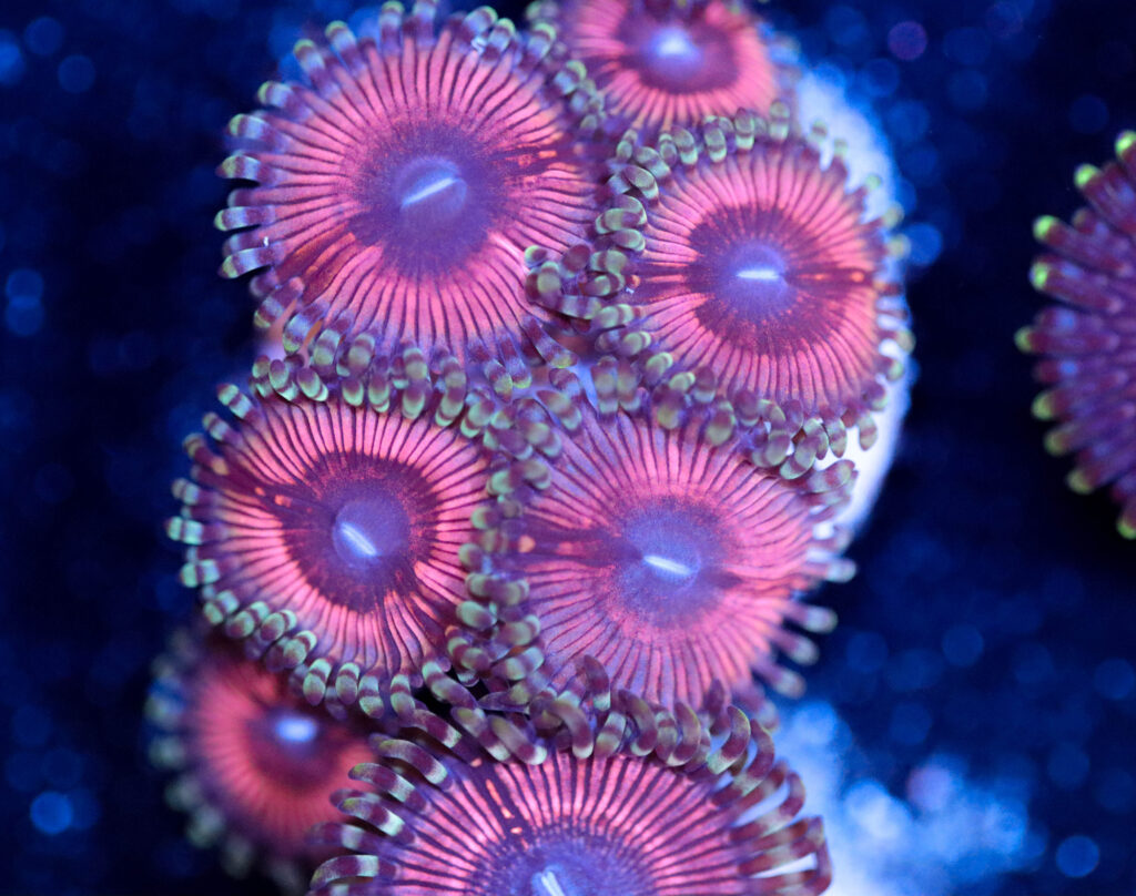 Frag Box Corals