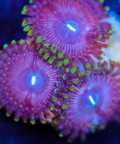 Purple Gorilla Zoanthids