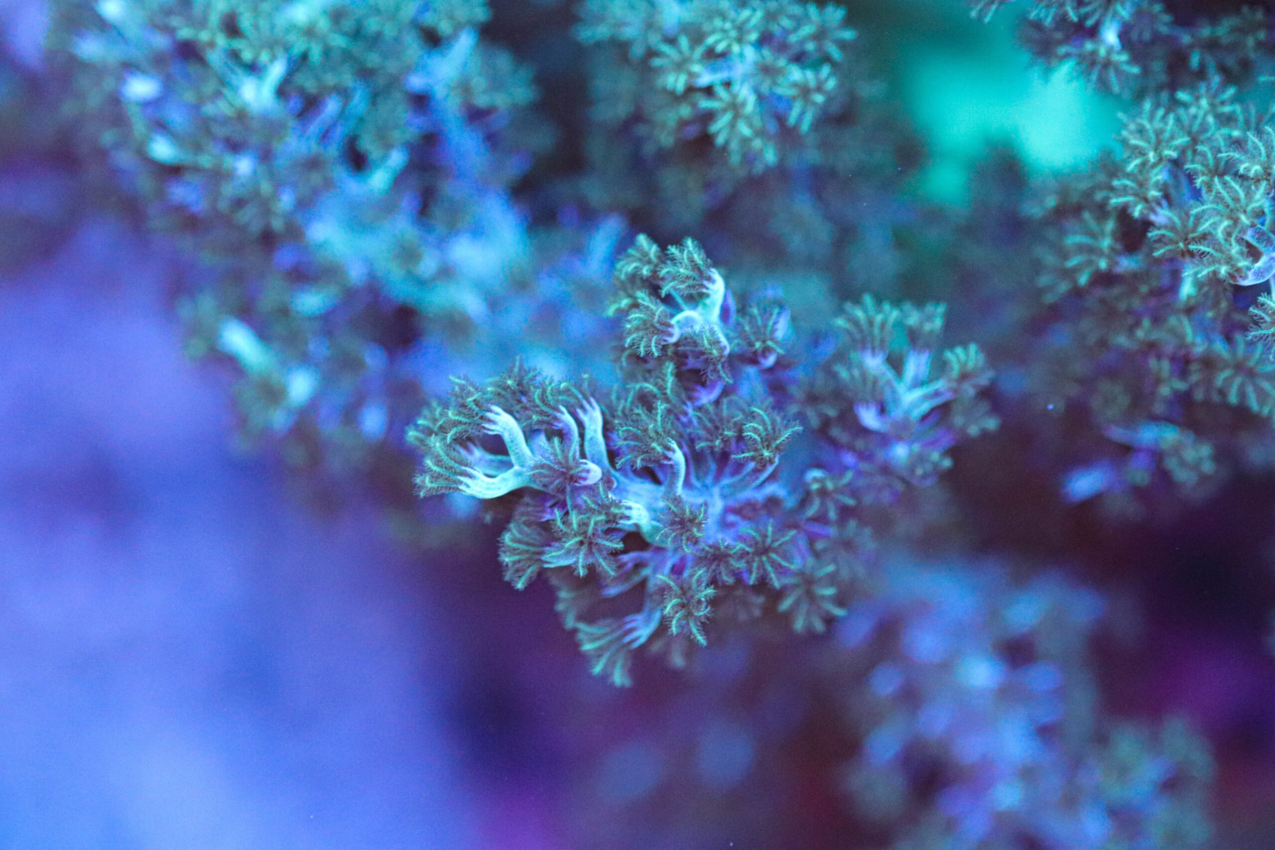Blue Pineapple Tree coral
