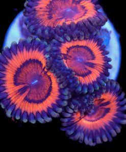Tropic Thunder Zoas
