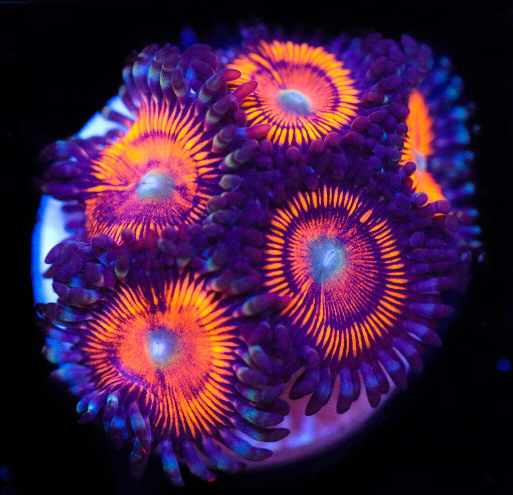 Frag Box Corals