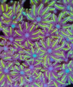 Yellow Palm Clove Polyp Coral