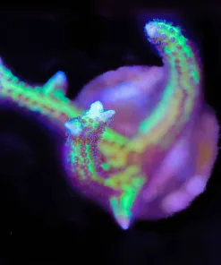 Purple Cactus Birdsnest (Row #28:B)