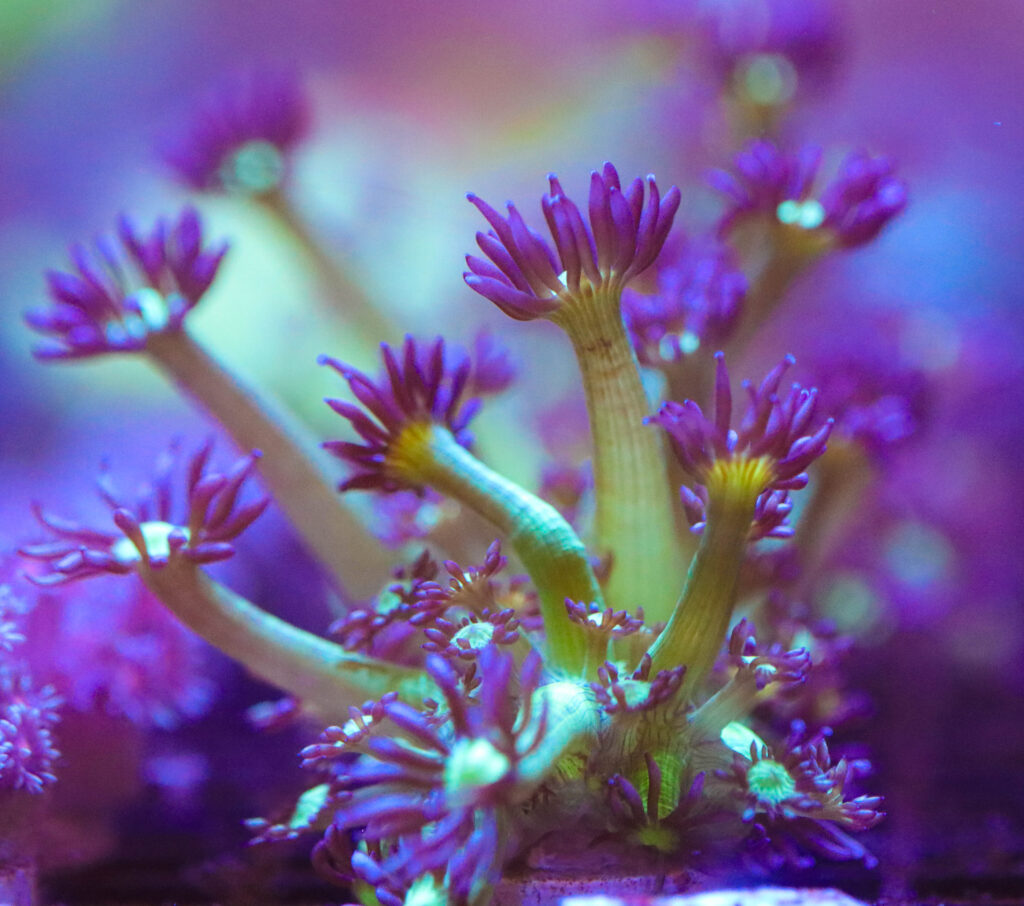 Frag Box Corals