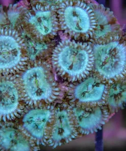 Green Magician Zoa Frag (Row #15:B) 5-7 Heads / Frag