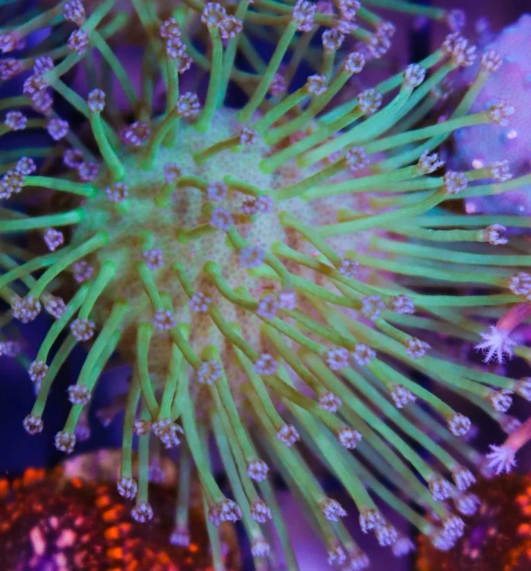 Frag Box Corals