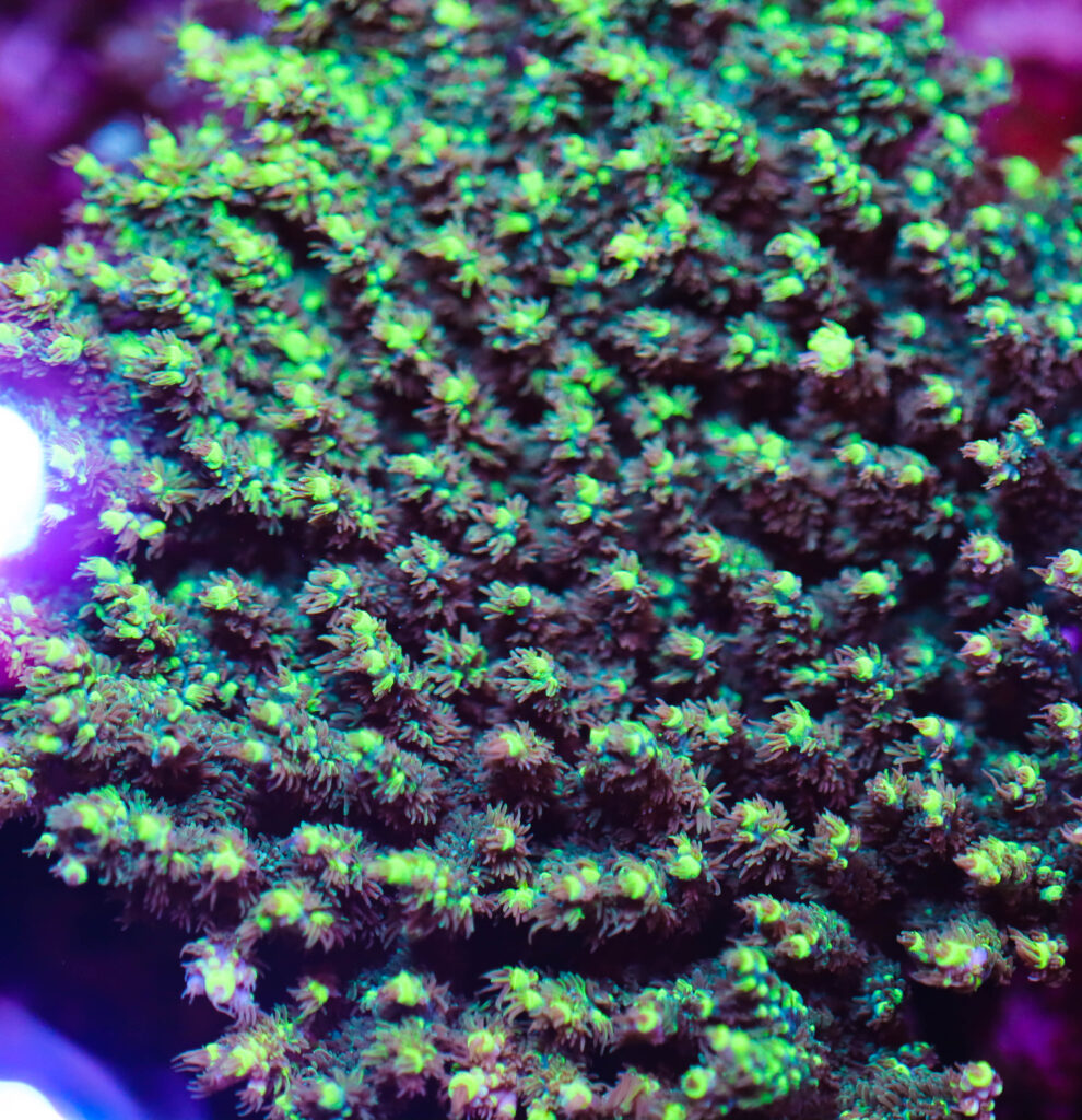Frag Box Corals