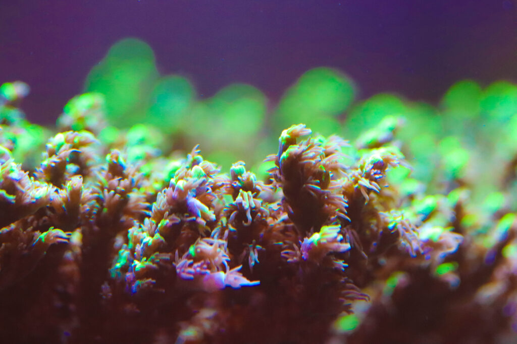 Frag Box Corals