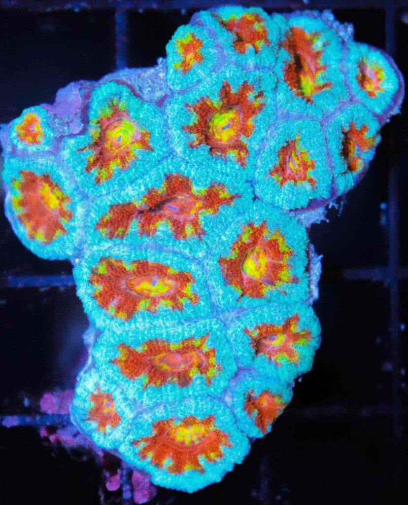 Frag Box Corals