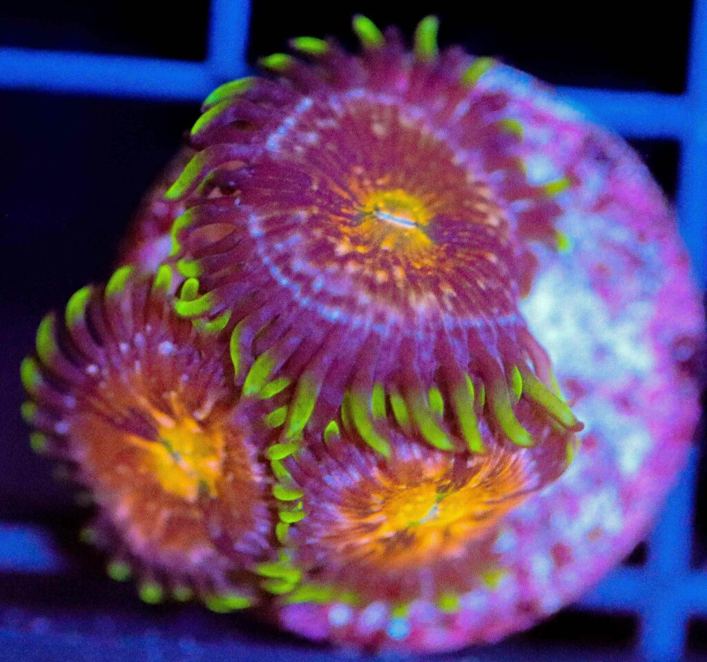 Frag Box Corals