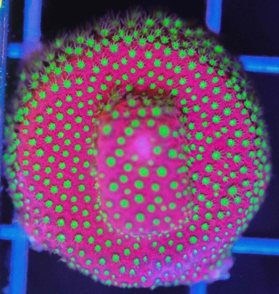 Frag Box Corals