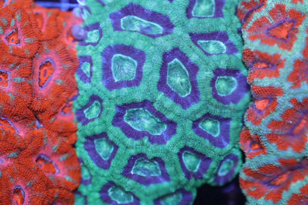 Frag Box Corals