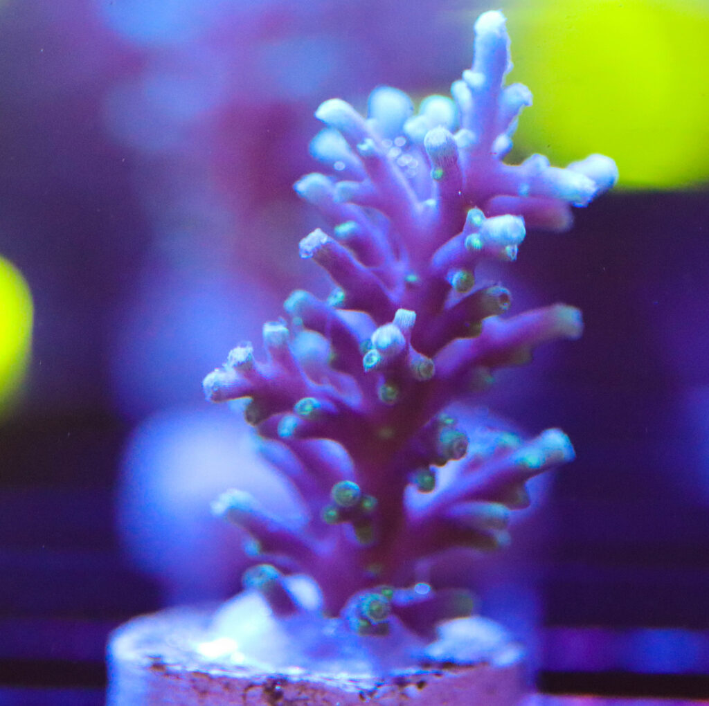 Frag Box Corals
