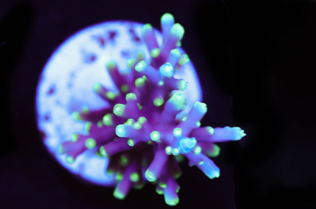 Frag Box Corals