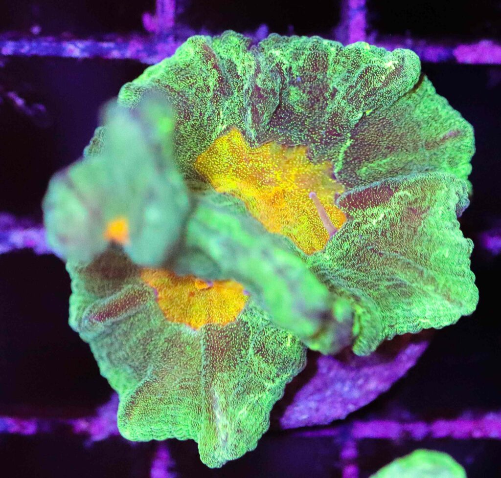 Frag Box Corals