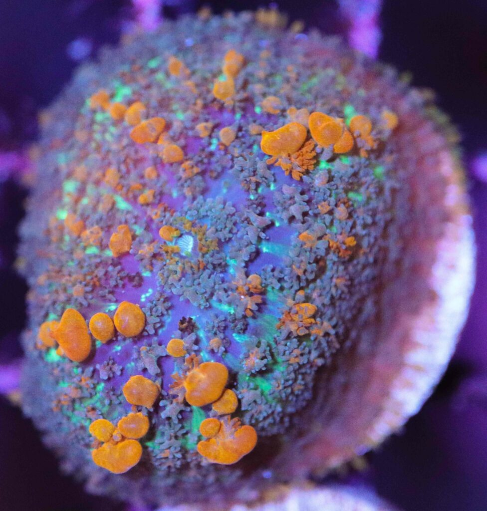 Frag Box Corals