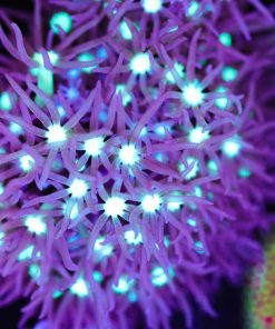 Purple Star Polyps Frag (Row #33)