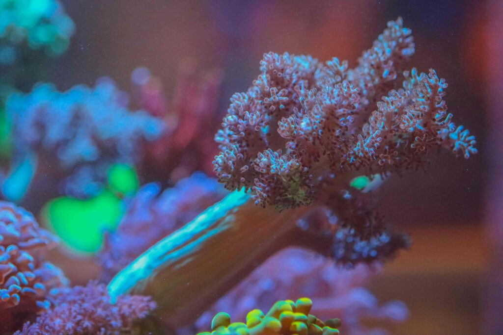 Frag Box Corals