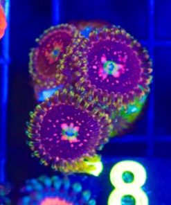Marvin The Martian Zoa Frag (Row #1:B)