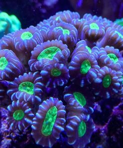 Purple Trumpet Coral