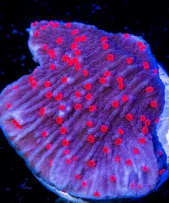Small Red Roses Monticap Frag (T3 S10)