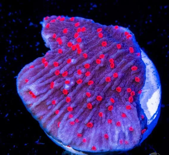 Frag Box Corals