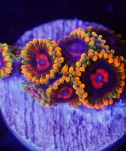 Jedi Mind Trick Zoanthid Frag 2-3 Heads (Row #4:B)
