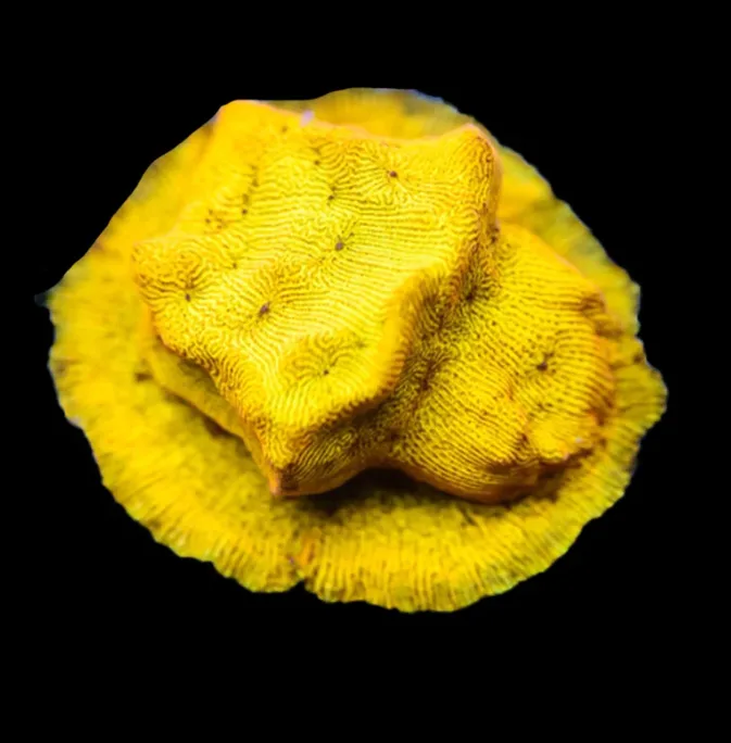 Tangerine Juice Leptoseris