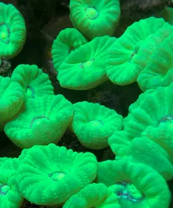 Electric Green Trumpet Coral Frag (Row #23)