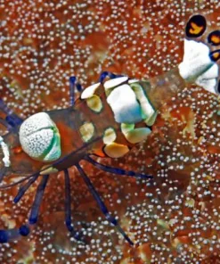 White Spot Anemone Shrimp