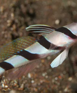 Yellow Face Candy Goby