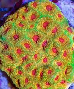 Fascination Favia Frag (Row #29)