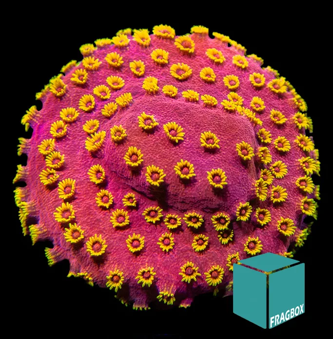 Frag Box Corals