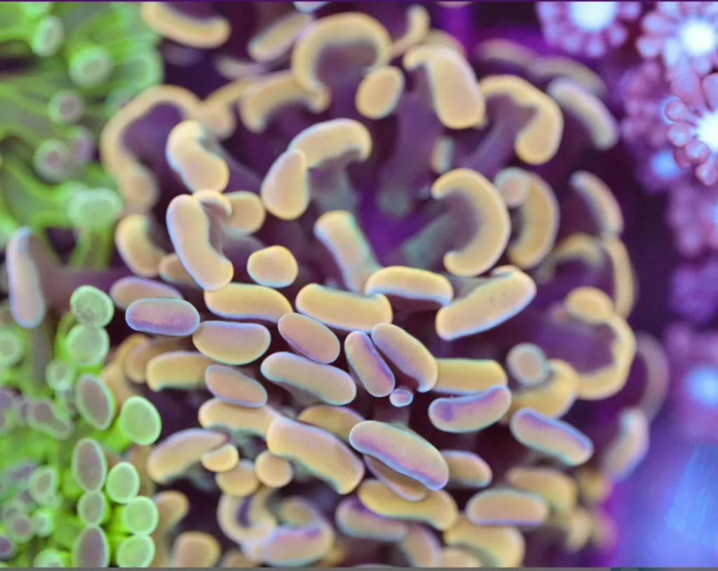 Frag Box Corals