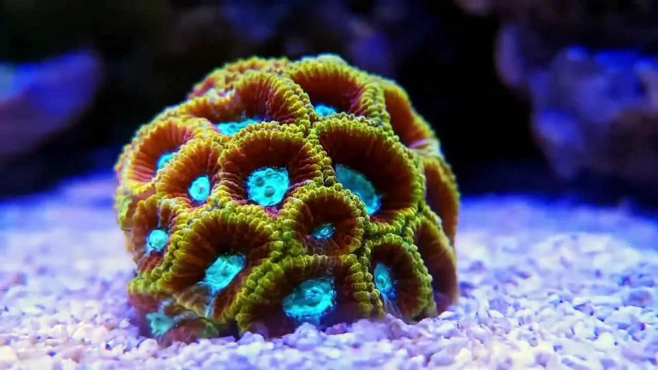 Frag Box Corals