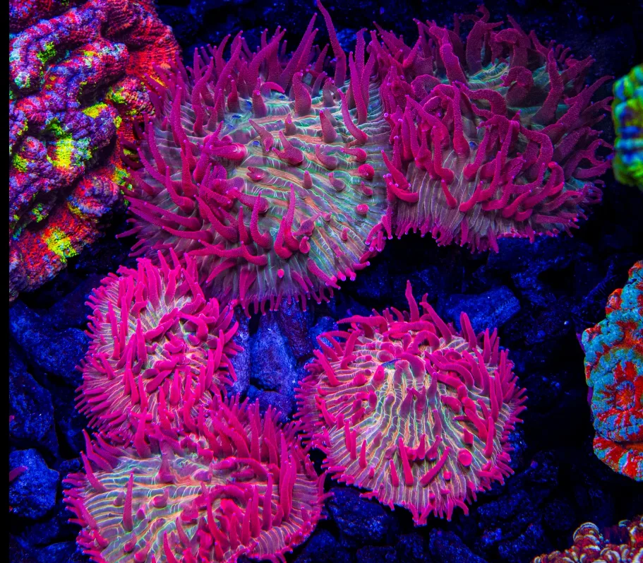 Frag Box Corals
