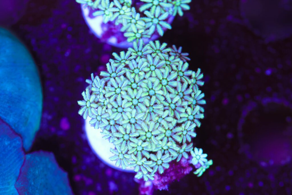 Frag Box Corals