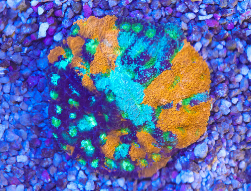 Frag Box Corals