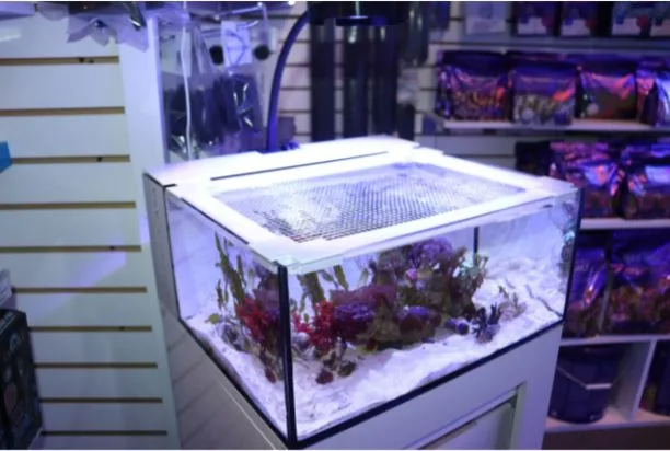 Frag Box Corals