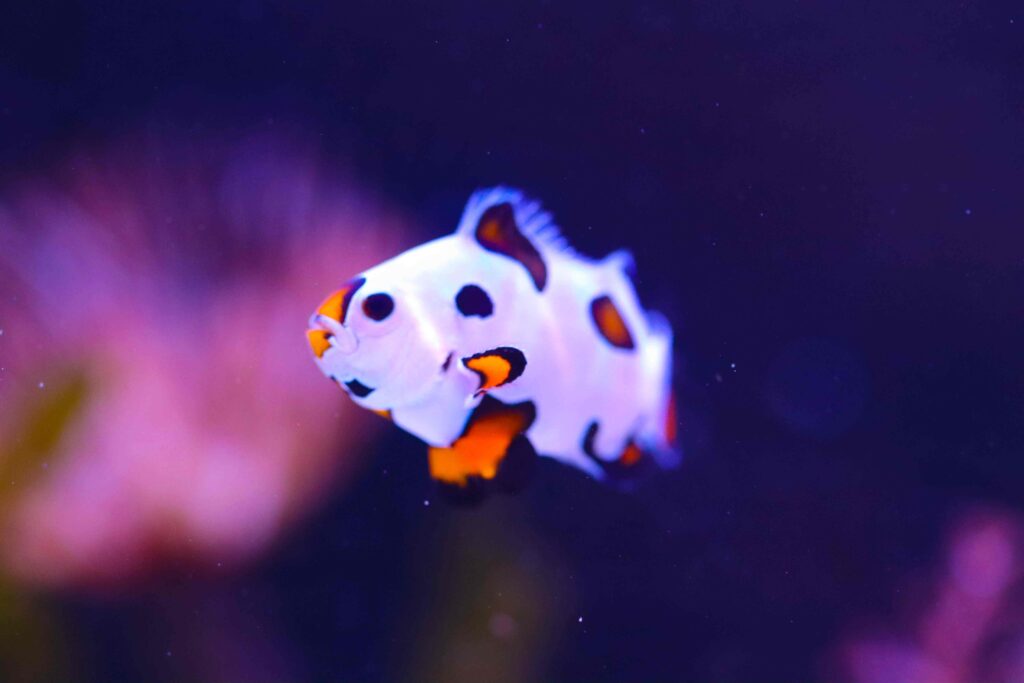 Frag Box Corals