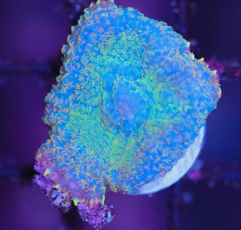 Frag Box Corals