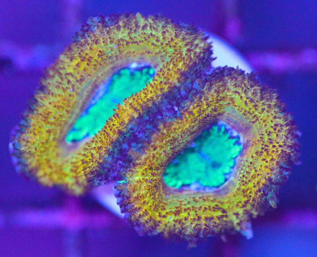 Frag Box Corals