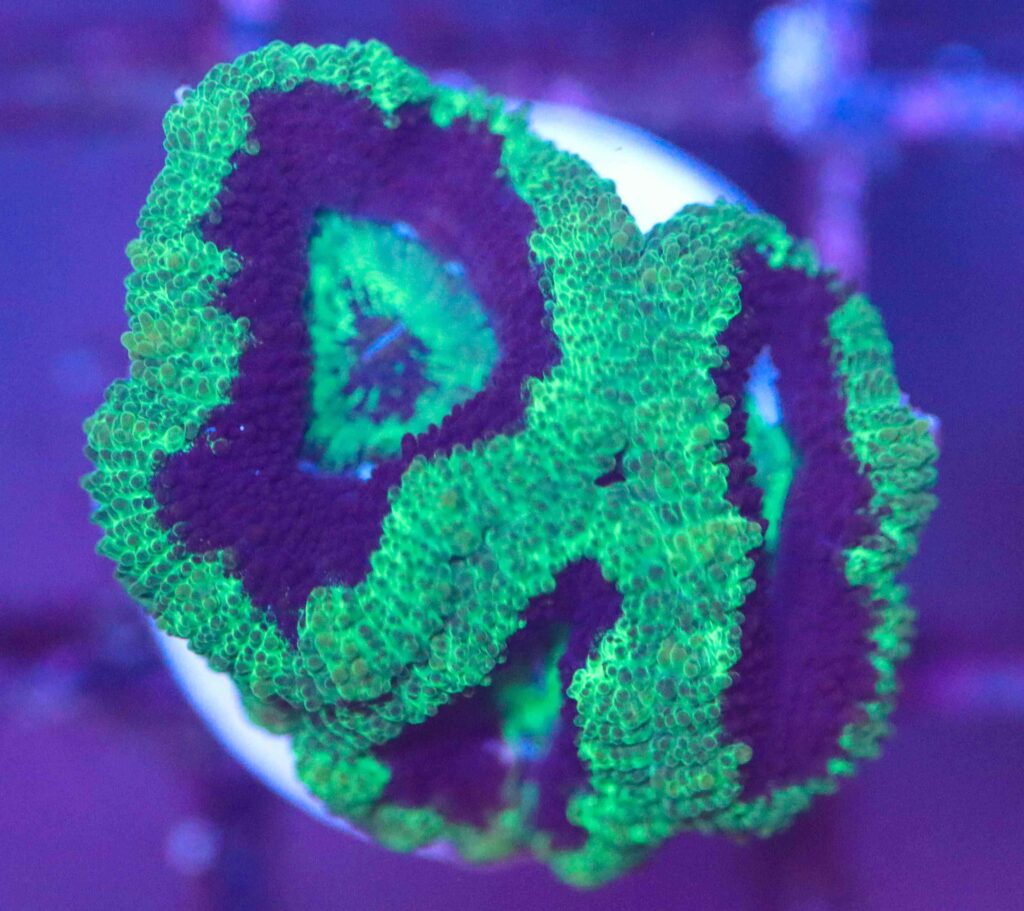 Frag Box Corals