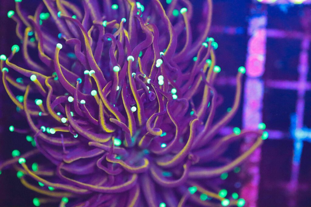 Frag Box Corals