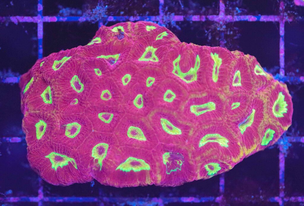 Frag Box Corals