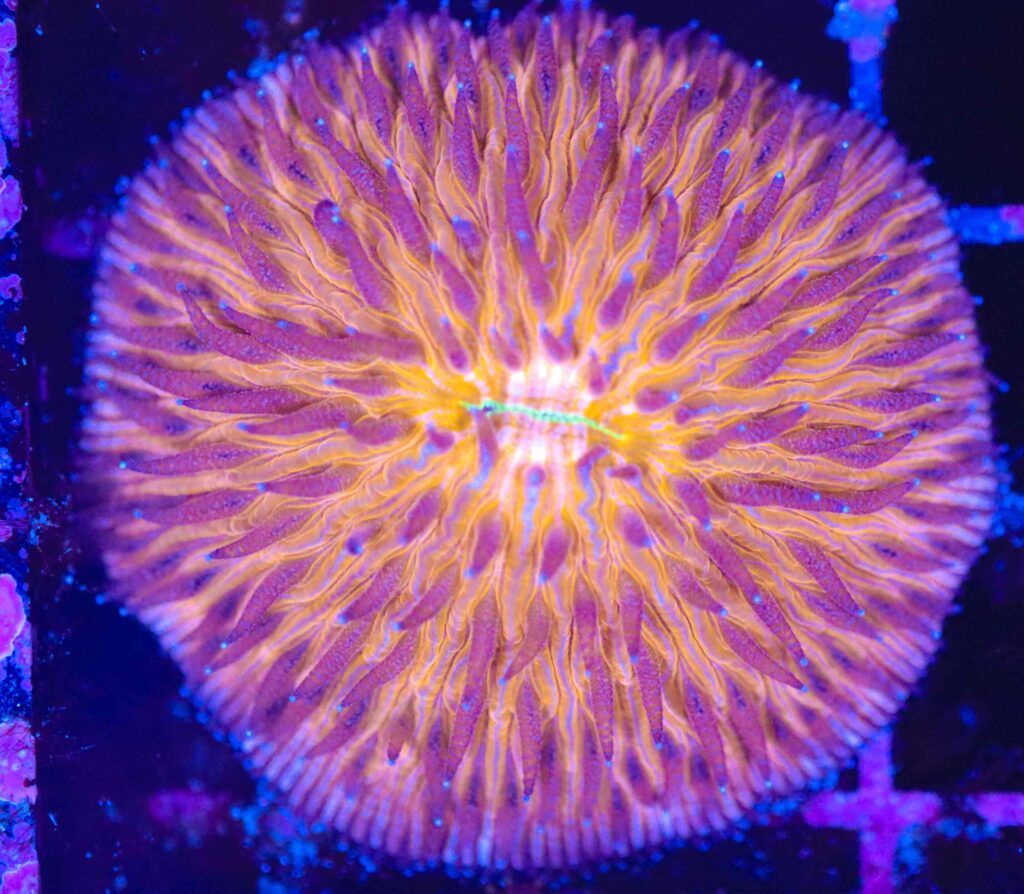 Frag Box Corals